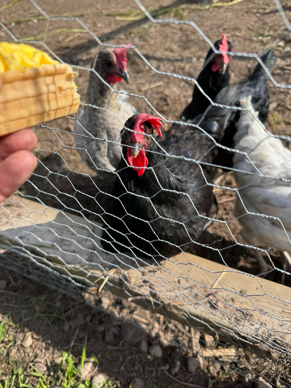 Cats at Muntergården