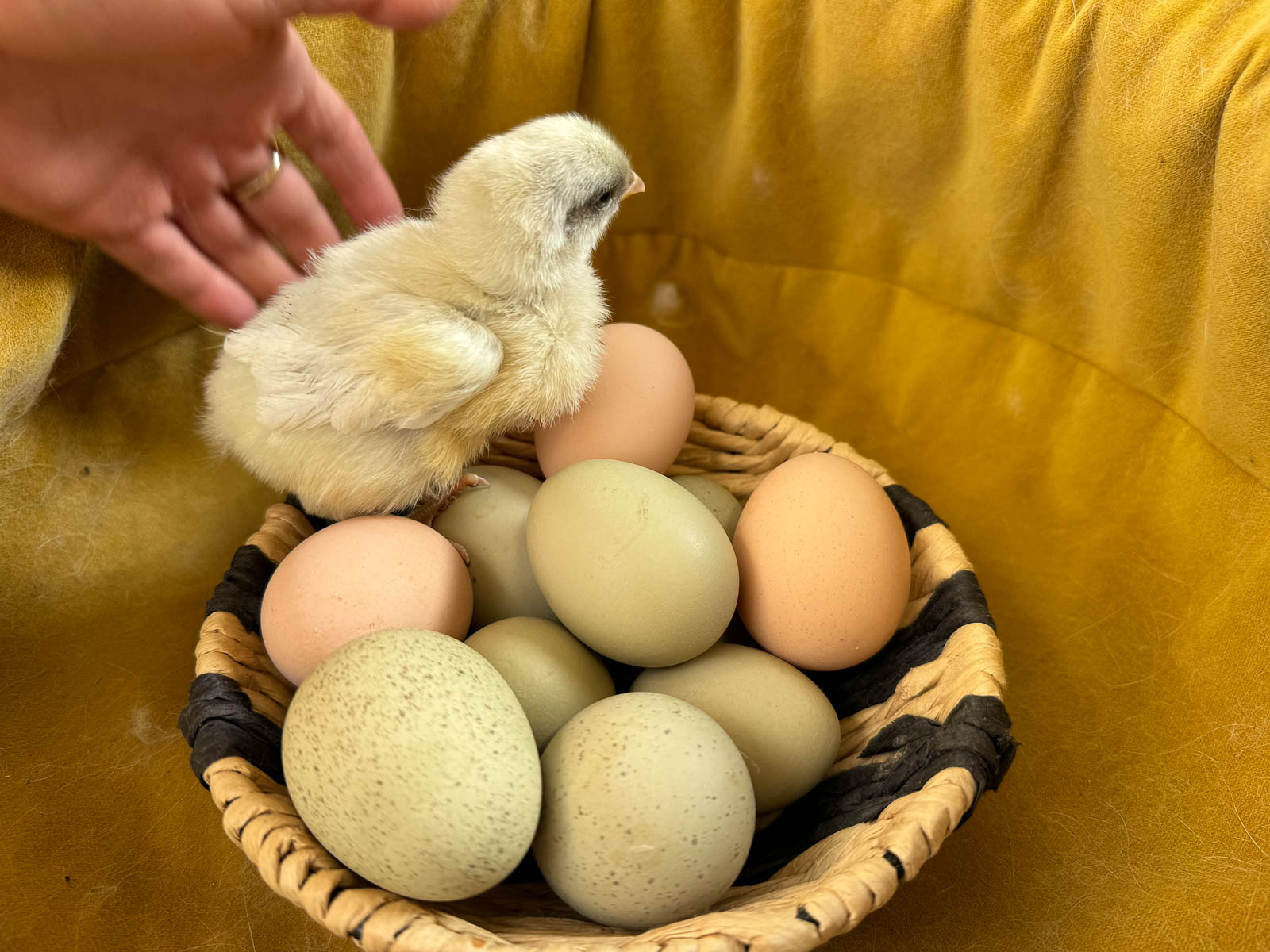 Wildlife at Muntergården