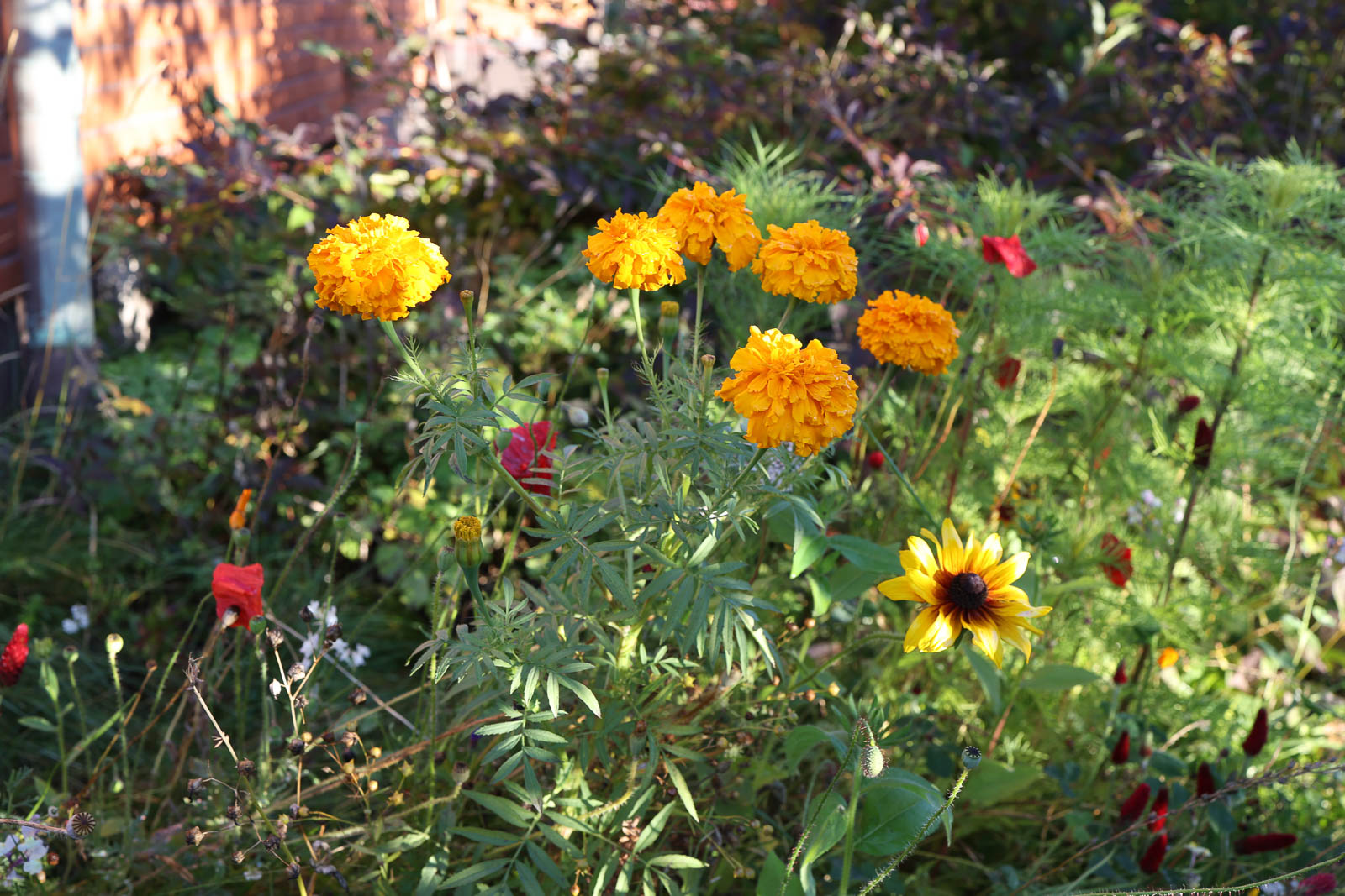 Traditional Swedish red house at Muntergården